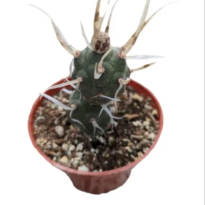 Tephrocactus articulatus 'Paper Spine Cactus' Live Succulent Plant - Image 6