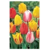 Tequila Sunrise Mixture Tulip Bulbs - Darwin Hybrid - 12/+cm - Zone 2-8 - Image 1