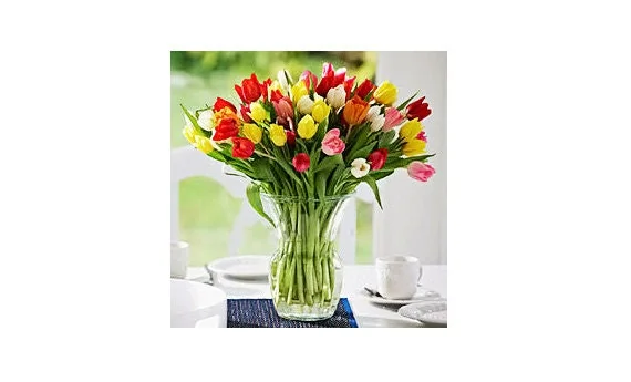 Tequila Sunrise Mixture Tulip Bulbs - Darwin Hybrid - 12/+cm - Zone 2-8 - Image 2