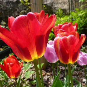 Tequila Sunrise Mixture Tulip Bulbs - Darwin Hybrid - 12/+cm - Zone 2-8 - Image 3
