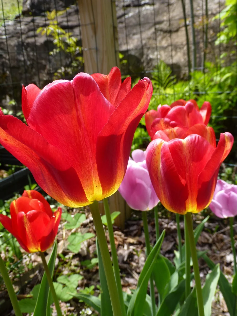 Tequila Sunrise Mixture Tulip Bulbs - Darwin Hybrid - 12/+cm - Zone 2-8 - Image 3