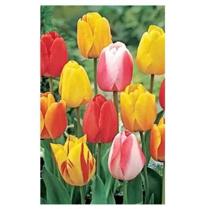 Tequila Sunrise Mixture Tulip Bulbs - Darwin Hybrid - 12/+cm - Zone 2-8 - Image 1