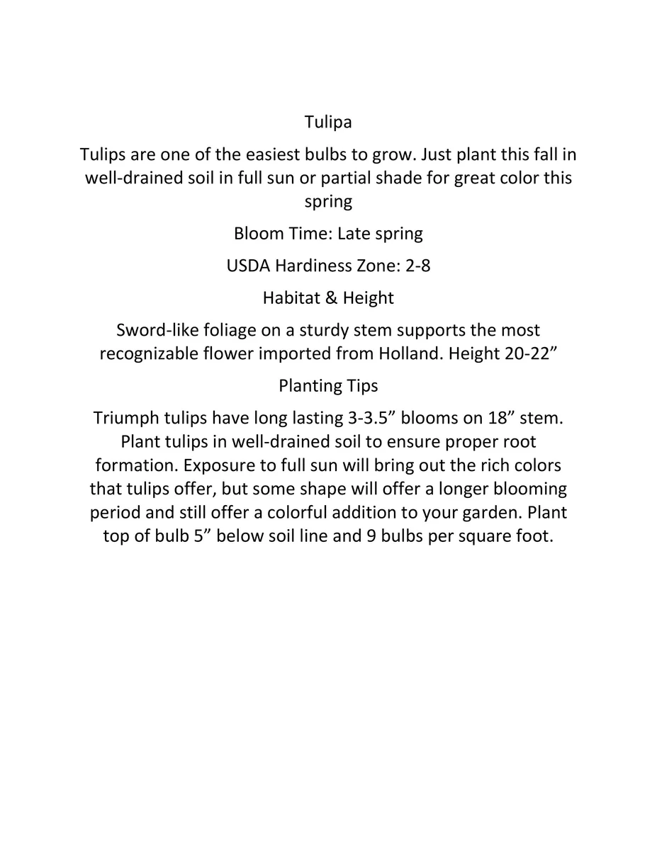 Tequila Sunrise Mixture Tulip Bulbs - Darwin Hybrid - 12/+cm - Zone 2-8 - Image 4