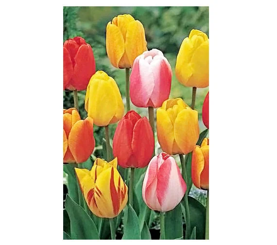 Tequila Sunrise Mixture Tulip Bulbs - Darwin Hybrid - 12/+cm - Zone 2-8 - Image 1