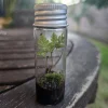 Terrarium Kit - Complete DIY Miniature Garden for Indoor Plants - Image 1