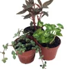 Terrarium Plants & Fairy Garden Plants - 3 Live Plants in 2-inch Pots for Indoor Decor - Image 1