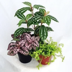 Terrarium Plants & Fairy Garden Plants - 3 Live Plants in 2-inch Pots for Indoor Decor - Image 2