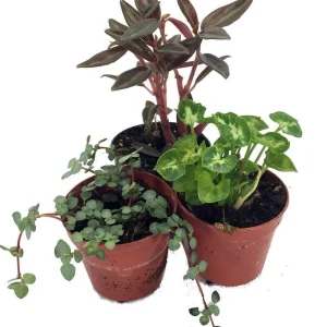 Terrarium Plants & Fairy Garden Plants - 3 Live Plants in 2-inch Pots for Indoor Decor - Image 1