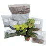 Terrarium/Fairy Garden Kit with 3 Miniature Live Plants - Create Your Own - Image 1