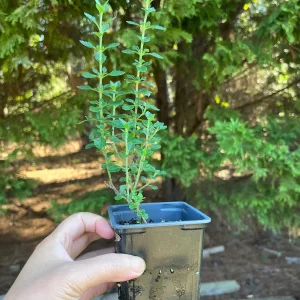 Teucrium Chamaedrys Germander Live Plant – 3 1/4