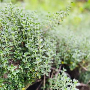 Teucrium Chamaedrys Germander Live Plant – 3 1/4