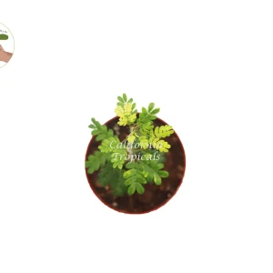 Texas Ebony Live Plant - 4 inch Pot - Drought Tolerant Tree - Image 2