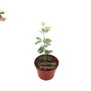 Texas Ebony Live Plant - 4 inch Pot - Drought Tolerant Tree - Image 1