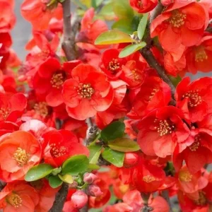 Texas Scarlet Flowering Quince Live Plant – 3 Gallon Pot – Outdoor Shrub - Image 1
