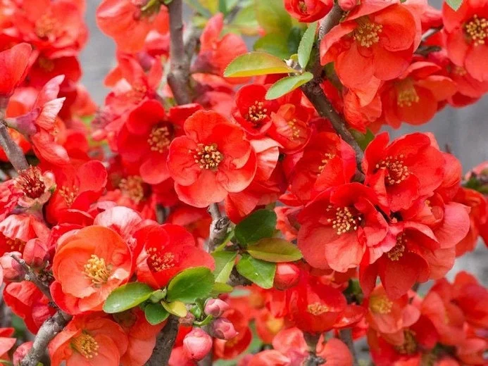 Texas Scarlet Flowering Quince Live Plant – 3 Gallon Pot – Outdoor Shrub - Image 1