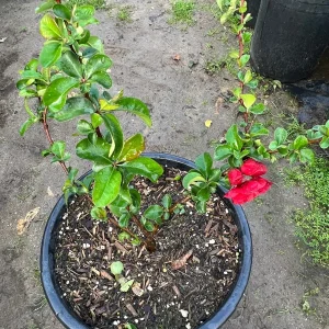 Texas Scarlet Flowering Quince Live Plant – 3 Gallon Pot – Outdoor Shrub - Image 3