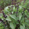 Thai Basil Seeds - Ocimum basilicum for Authentic Asian Cuisine - Image 1