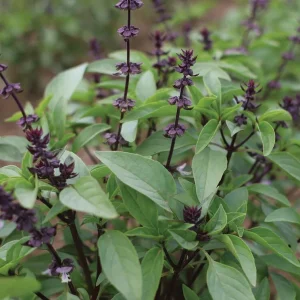 Thai Basil Seeds - Ocimum basilicum for Authentic Asian Cuisine - Image 1