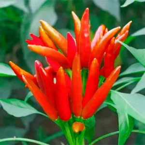 Thai Hot Pepper Bird Chili Seeds - 50+ Non-GMO Capsicum frutescens - Image 2
