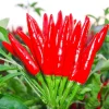 Thai Hot Pepper Bird Chili Seeds - 50+ Non-GMO Capsicum frutescens - Image 1