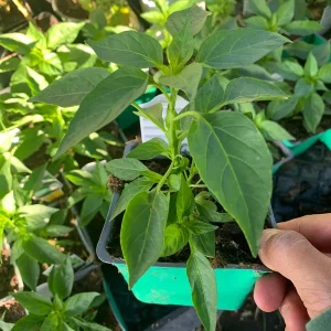 Thai Hot Pepper Live Plant - 3 inch Pot - Spicy Culinary Vegetable - Image 2