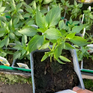 Thai Hot Pepper Live Plant - 3 inch Pot - Spicy Culinary Vegetable - Image 3