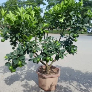 Thai Lemon Tree Live Plant with Fruits, Dwarf Grafted, 1-3 Ft, 3 Gallon Pot - Image 4
