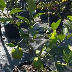 Thai Lemon Tree Live Plant with Fruits, Dwarf Grafted, 1-3 Ft, 3 Gallon Pot - Image 5