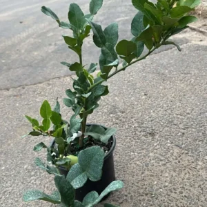 Thai Lemon Tree Live Plant with Fruits, Dwarf Grafted, 1-3 Ft, 3 Gallon Pot - Image 6