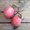 Thai Pink Egg Heirloom Tomato Seeds - Organic, Non-GMO (50 Seeds) - Image 1