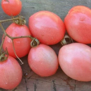 Thai Pink Egg Heirloom Tomato Seeds - Organic, Non-GMO (50 Seeds) - Image 2