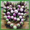 Thai Purple Eggplant Seeds - 100+ Seeds - Mauve Purple Vegetable Seeds - Easy Grow Outdoor - Image 1