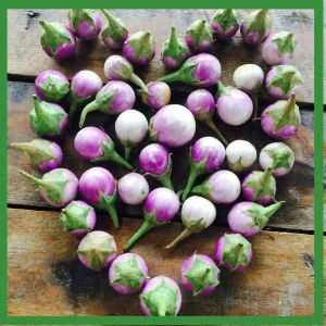 Thai Purple Eggplant Seeds - 100+ Seeds - Mauve Purple Vegetable Seeds - Easy Grow Outdoor - Image 1