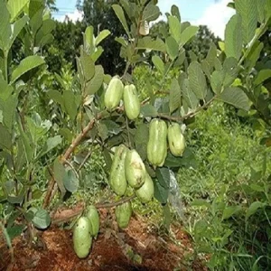Thai Seedless Guava Live Plant – 3-4 Feet Tall – Bigger Trunk – Fruit Tree - Image 1