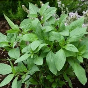 Thai Sweet Basil Live Plant – Aromatic Culinary Herb – Starter Plant - Image 2