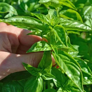 Thai Sweet Basil Live Plant – Aromatic Culinary Herb – Starter Plant - Image 3