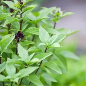 Thai Sweet Basil Live Plant – Aromatic Culinary Herb – Starter Plant - Image 4