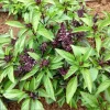 Thai Sweet Basil Live Plant – Aromatic Culinary Herb – Starter Plant - Image 1