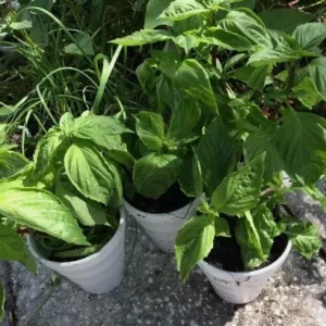 Thai Sweet Basil Live Plant – Aromatic Culinary Herb – Starter Plant - Image 6