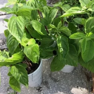 Thai Sweet Basil Live Plant – Aromatic Culinary Herb – Starter Plant - Image 7