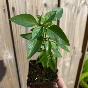 Thai Sweet Basil Live Plant – Aromatic Culinary Herb – Starter Plant - Image 8