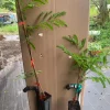 Thai Sweet Tamarind Live Plant - 12 inch Tall, Well-Rooted, Tropical Fruit Tree - Image 1