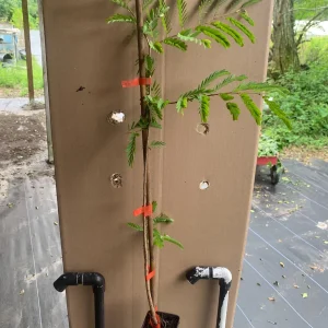 Thai Sweet Tamarind Live Plant - 12 inch Tall, Well-Rooted, Tropical Fruit Tree - Image 7