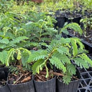 Thai Sweet Tamarind Live Plant - 12 inch Tall, Well-Rooted, Tropical Fruit Tree - Image 8