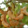 Thai Sweet Tamarind Live Plant – 2-3 Feet Tall Tree – Ships in 3 Gallon Pot - Image 1