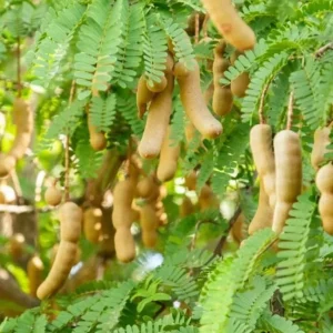 Thai Sweet Tamarind Live Plant - 4-12" Tall Tropical Fruit Tree - Image 2