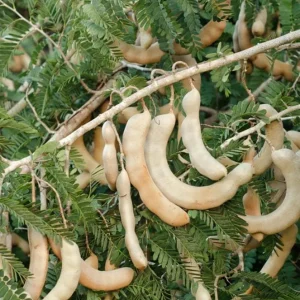 Thai Sweet Tamarind Live Plant - 4-12