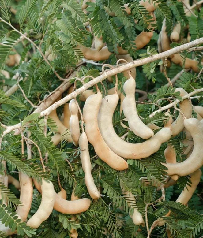 Thai Sweet Tamarind Live Plant - 4-12" Tall Tropical Fruit Tree - Image 3