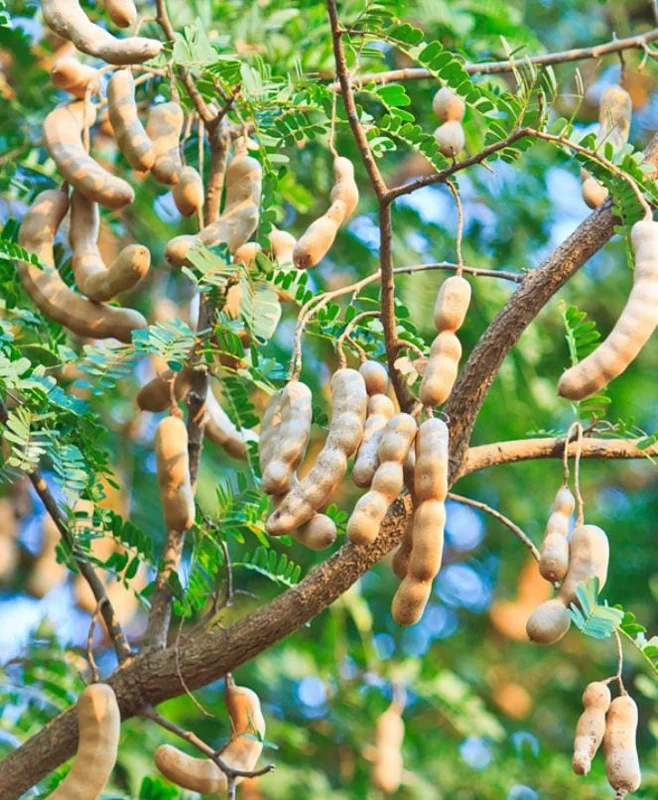 Thai Sweet Tamarind Live Plant - 4-12" Tall Tropical Fruit Tree - Image 4