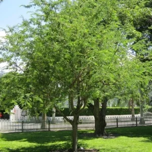 Thai Sweet Tamarind Live Plant - 4-12